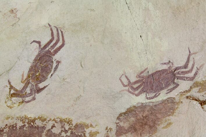 Two Miocene Pea Crab (Pinnixa) Fossils - California #177018